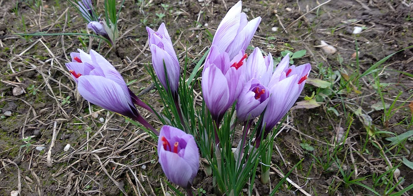 Safran, Crocus Sativus