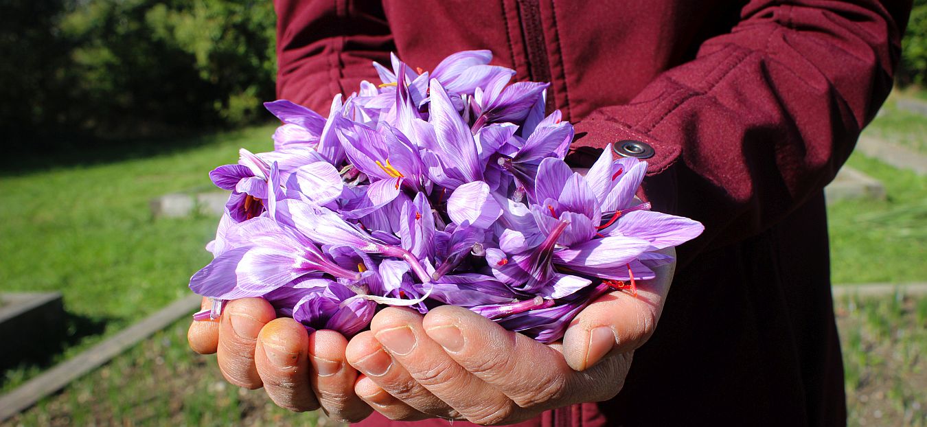 Safran, Crocus Sativus