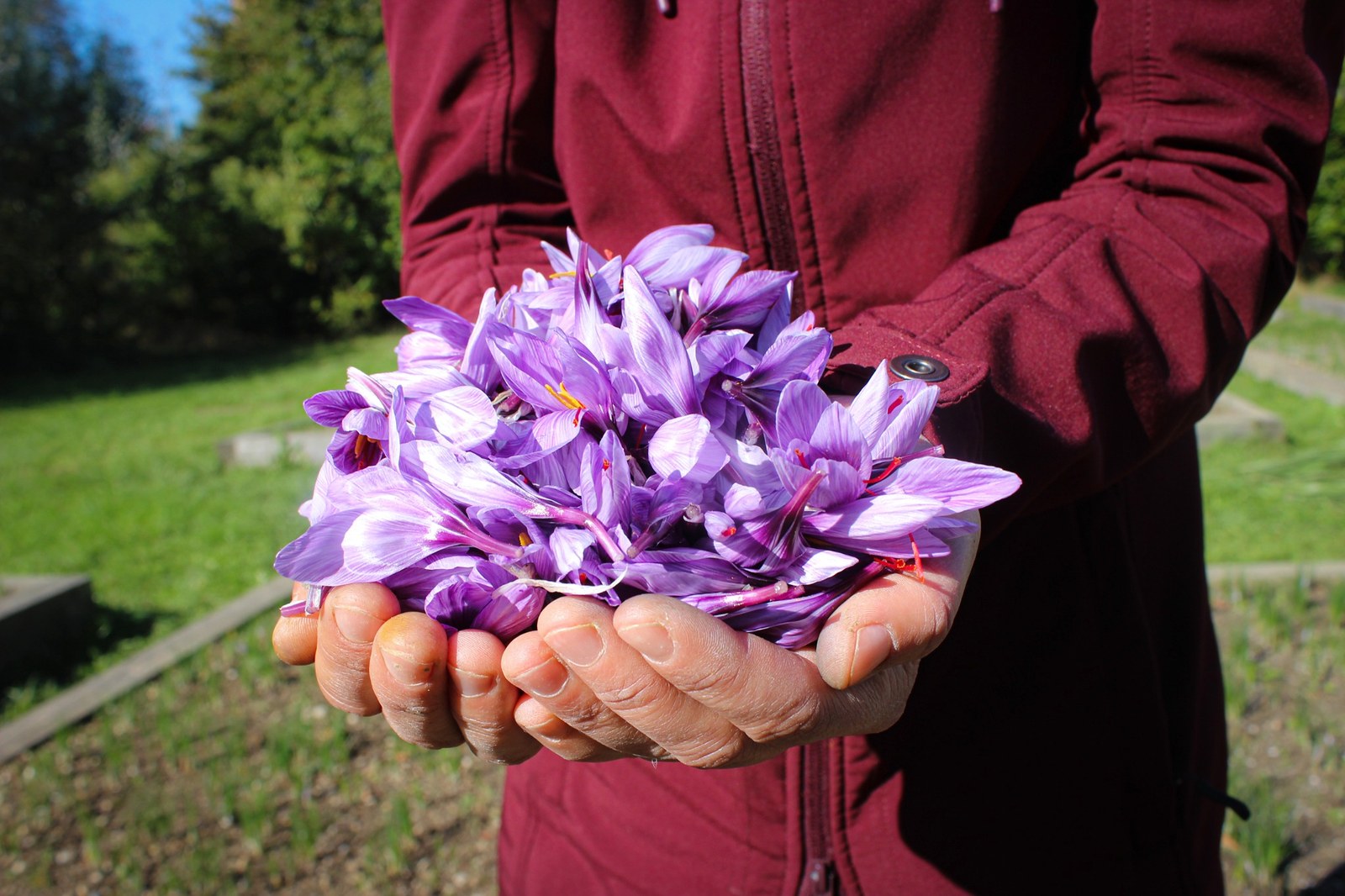 Zwei Hände halten frisch geerntete violette Safranblüten mit roten Narbenfäden